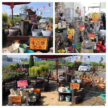 トマト園芸の投稿画像一覧 Greensnap グリーンスナップ