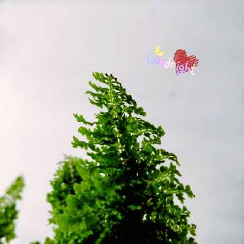 ネフロレピス　スコッチの画像 by yuuさん | 部屋とパセリじゃありませんよと観葉植物と植物のある暮らしとお部屋とネフロレピス　スコッチと室内管理とインテリアグリーン