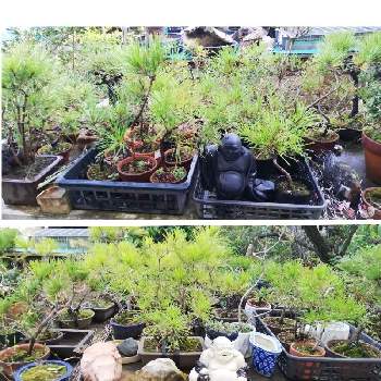 松の盆栽の画像 by あまのじゃくさん | 小さな庭と松の盆栽と遊び心と朝のパトロールと鉢植えと庭の一角