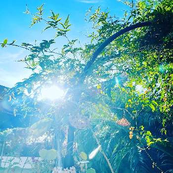 朝陽の画像 by bu--bu--chanさん | アプローチとホヤ(サクララン)と羽衣ジャスミンと植物からパワー❣️と８月とありがとう♡と有難う御座居ますと癒しとokinawaと沖縄とオキナワと感謝と朝陽と楽しもうと花いろいろと2021とアーチとおきなわ