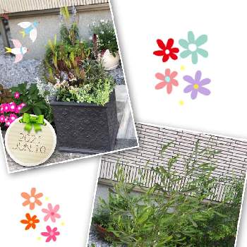 ドドナエア Greensnap グリーンスナップ