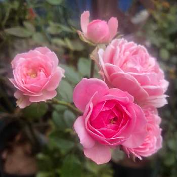 エネルギーの画像 by mutsuchiyanさん | 小さな庭とバラ　ポンポネッラと薔薇好きと癒しとエネルギーとありがとうと美しいと休日のひと時と可愛いとガーデニングと小さな小さな庭と花のある暮らしと薔薇♪と頑張るばい！熊本！と薔薇の花