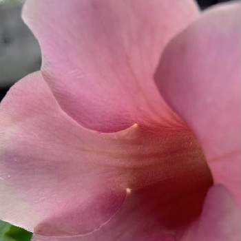  アラマンダの画像 by shiiさん | 小さな庭とピンクの花とマイガーデンと癒されると可愛いと アラマンダ