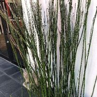 トクサ 木賊 の育て方 剪定や挿し木 株分けの方法は Greensnap グリーンスナップ トクサ 木賊 の育て方 剪定や挿し木 株分けの方法は Greensnap グリーンスナップ
