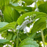 エゴマ 荏胡麻 の育て方 種からも栽培できる どんな栄養や効能がある Greensnap グリーンスナップ エゴマ 荏胡麻 の育て方 種からも栽培できる どんな栄養や効能がある Greensnap グリーンスナップ