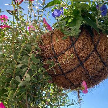 ポーチュラカ マジカルキューティーの投稿画像一覧 Greensnap グリーンスナップ