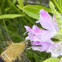 ハナトラノオ,花壇,ガーデニング,山野草,シソ科の画像