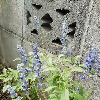 ブルーセージの画像 by うばざくらさん | 小さな庭とブルーセージとブルーの花とはなのある暮らしとおうち園芸