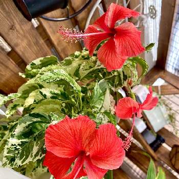 南国イメージの投稿画像一覧 Greensnap グリーンスナップ