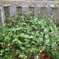 ブライダルベールの育て方 植え替え方法や 冬の管理方法は Greensnap グリーンスナップ ブライダルベールの育て方 植え替え方法や 冬の管理方法は Greensnap グリーンスナップ