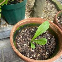 タンポポの育て方 綿毛や種から植える方法は Greensnap グリーンスナップ