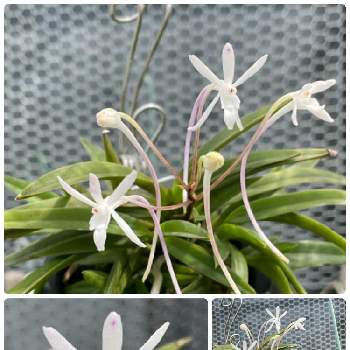 奄美風蘭の投稿画像一覧 Greensnap グリーンスナップ