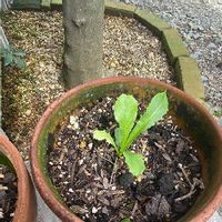 タンポポの育て方 綿毛や種から植える方法は Greensnap グリーンスナップ