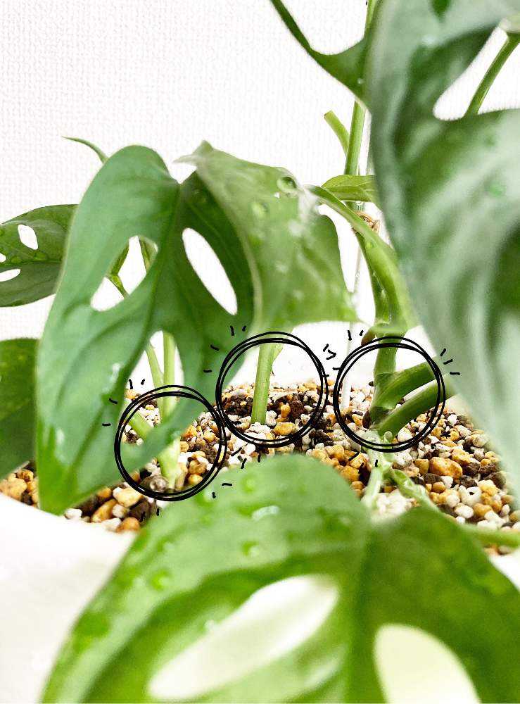 カット苗のマドカズラを早く増やす方法｜🍀GreenSnap（グリーン