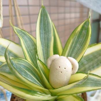 サンスベリア ゴールデンハニーの投稿画像一覧 Greensnap グリーンスナップ