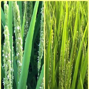 稲の花 の投稿画像一覧 Greensnap グリーンスナップ