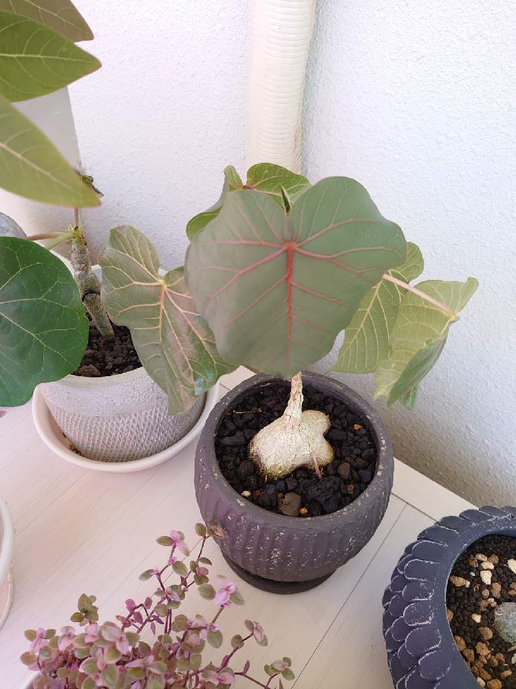 フィカス ペティオラリスの投稿画像 By Minminmamさん ピンク ぴんく Pinkとコーデックスと相談と塊根植物と葉脈フェチとバルコニー ベランダとピンク ぴんく Pinkとコーデックスと相談と塊根植物と葉脈フェチ 21月8月28日 Greensnap グリーンスナップ