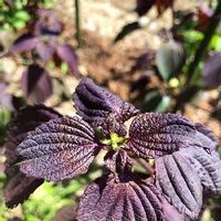 シソ 大葉 の育て方 種まきの時期は プランター栽培の方法は Greensnap グリーンスナップ シソ 大葉 の育て方 種まきの時期は プランター栽培の方法は Greensnap グリーンスナップ