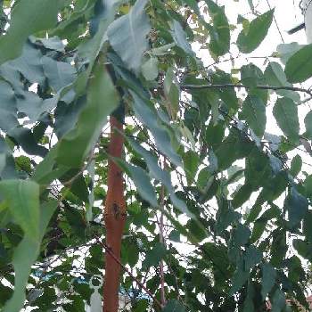 レインボーユーカリ の投稿画像一覧 Greensnap グリーンスナップ