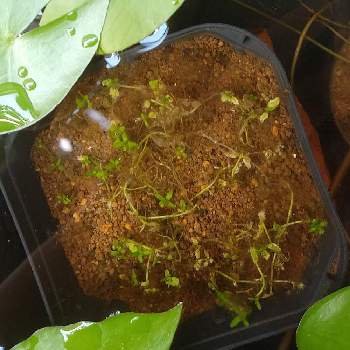 パールグラスの投稿画像一覧 Greensnap グリーンスナップ