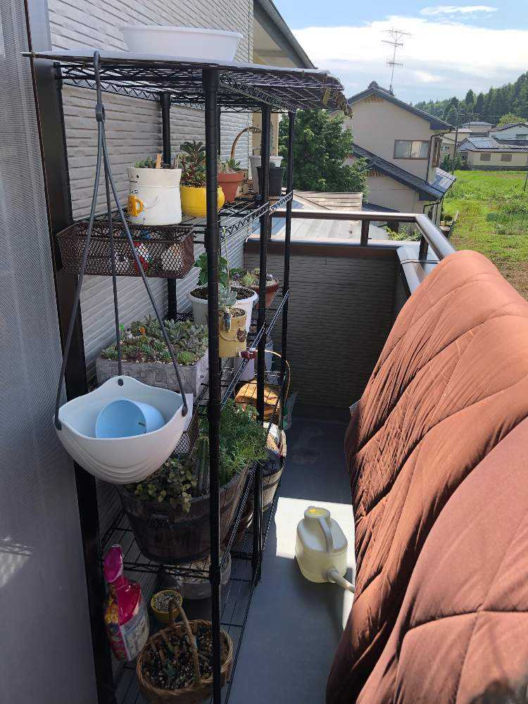 ベランダの多肉棚 多肉の快適なおうち作り Greensnap グリーンスナップ