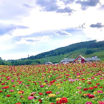 北海道の夏の画像 by まなさん | お出かけ先とジニア（百日草）と可愛いね♡と北海道の夏と花色を楽しむ♪