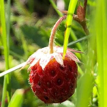 シロバナノヘビイチゴの投稿画像一覧 Greensnap グリーンスナップ