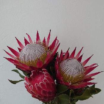 キングプロテアの投稿画像一覧 Greensnap グリーンスナップ