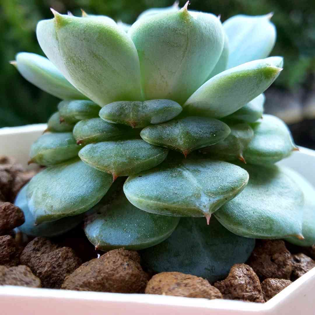 増やしてみよう☆レッドベルベット｜🍀GreenSnap（グリーンスナップ）
