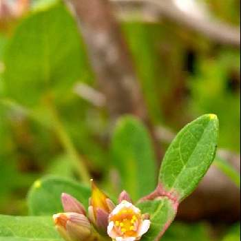 水辺の植物の投稿画像一覧 Greensnap グリーンスナップ