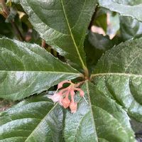ヤブコウジ 十両 の育て方 植え替えや剪定時期は 花や実をつける方法は Greensnap グリーンスナップ ヤブコウジ 十両 の育て方 植え替えや剪定時期は 花や実をつける方法は Greensnap グリーンスナップ