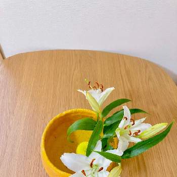 ポンポン菊の画像 by ピンポンマムさん | 部屋とポンポン菊とユリといけばなと草月流