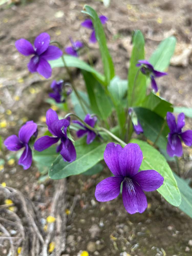 我が家のスミレの記録 Greensnap グリーンスナップ