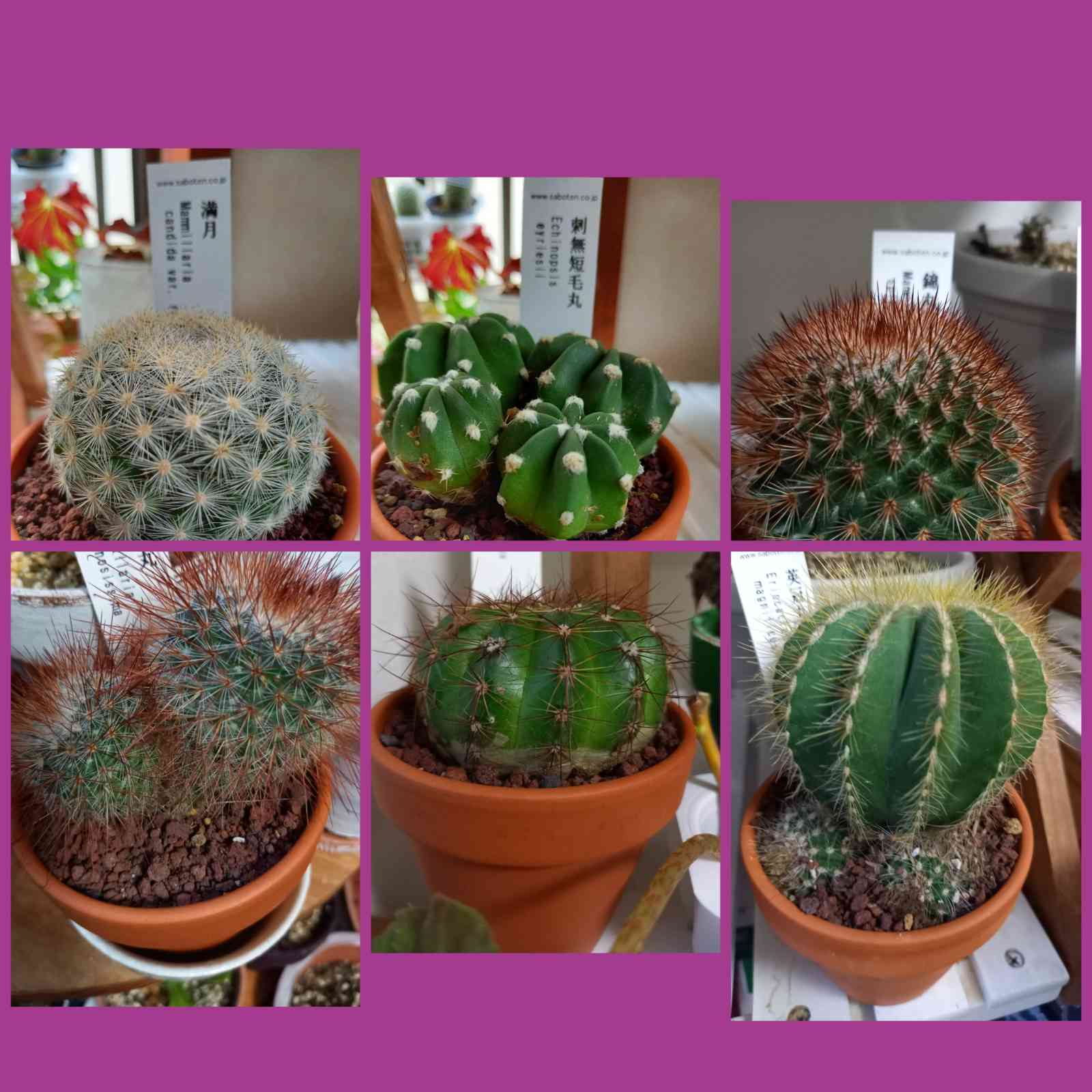 特大　超強棘　サボテン sp. 鉢のまま発送　札落ち特価　木質化　長期管理 1630139704703_289933_20210828_