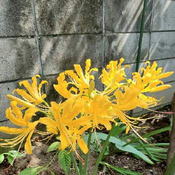 黄色のリコリスの投稿画像一覧 Greensnap グリーンスナップ