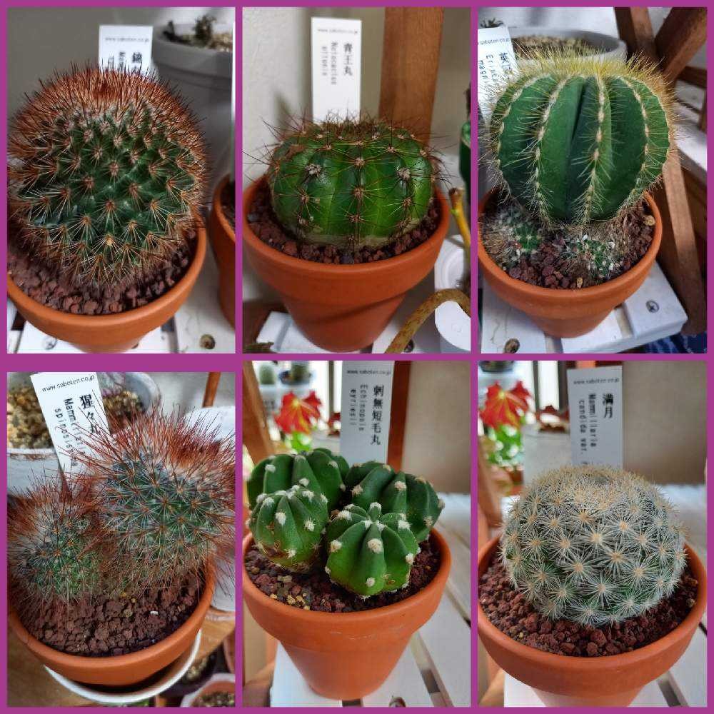 名札付きの高級サボテンを迎えたつもりが⁉️→結局、固まる砂サボだっ