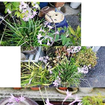  ツルバキアの画像 by あまのじゃくさん | 小さな庭と花のある庭と夕方の庭と ツルバキアと鉢植えと水やり完了と庭の一角