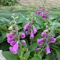 ジギタリスの育て方 種まきや植え替えの時期 増やし方は Greensnap グリーンスナップ ジギタリスの育て方 種まきや植え替えの時期 増やし方は Greensnap グリーンスナップ