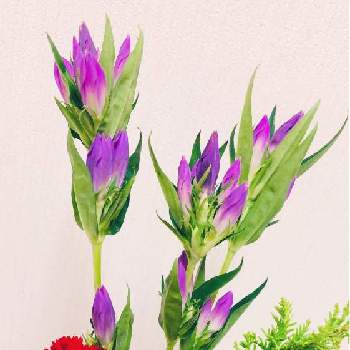 花を生けるの投稿画像一覧 Greensnap グリーンスナップ