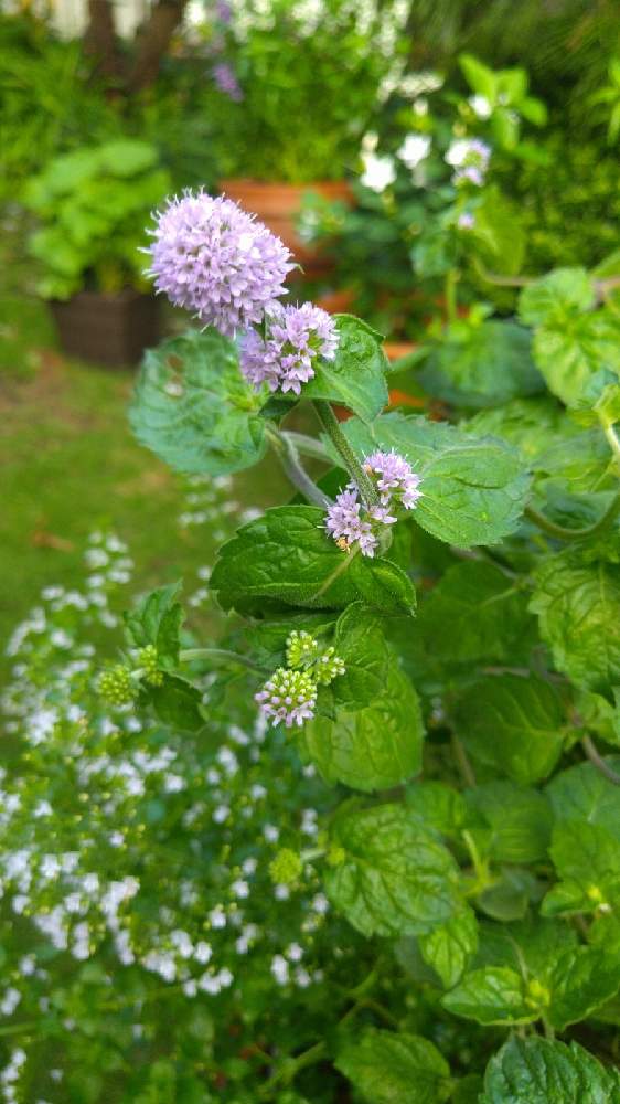 グレープフルーツミントの投稿画像 By 砂の道さん カラミンサとハーブと小さな花と白い花とピンクの花 21月8月28日 Greensnap グリーンスナップ グレープフルーツミントの投稿画像 By 砂の道さん カラミンサとハーブと小さな花と白い花とピンクの花 21月8月28日 Greensnap グリーンスナップ