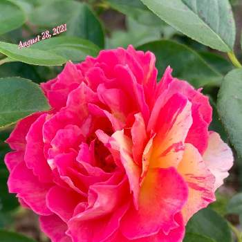 バラ ラパリジェンヌの画像 by ごんたさん | 小さな庭とバラ ラパリジェンヌとバラ初心者とばら バラ 薔薇と薔薇のある暮らし♡とおうち園芸と#花のある暮らしと薔薇が好き❤と薔薇♪
