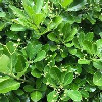 マサキの育て方 植え付け時期や挿し木の方法は Greensnap グリーンスナップ