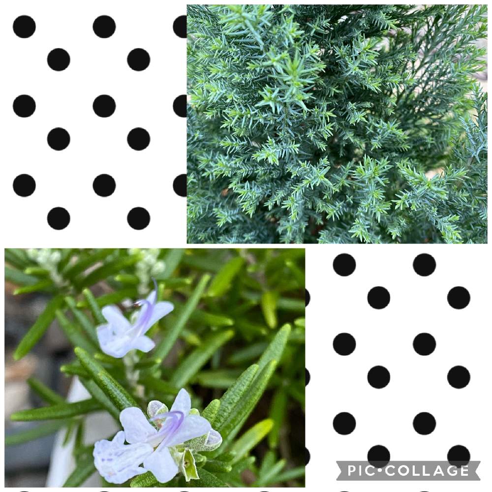 這性ローズマリーの投稿画像 By まゆさん コニファー シルバースターと小さな庭と去年お迎えとローズマリー と庭木とハーブ と鉢植えと切り戻しと去年お迎えとローズマリー と庭木とハーブと鉢植えと切り戻し 21月8月28日 Greensnap グリーンスナップ