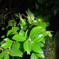 マサキの育て方 植え付け時期や挿し木の方法は Greensnap グリーンスナップ