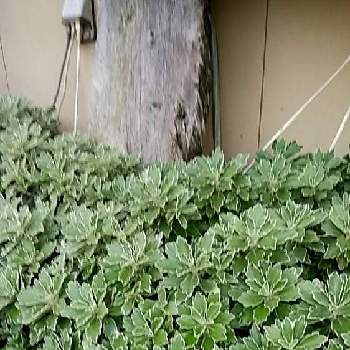 イソギク 磯菊 の投稿画像一覧 Greensnap グリーンスナップ