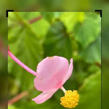 どんどん増えるの投稿画像一覧 Greensnap グリーンスナップ