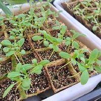 ストックの育て方 種まきや水やりの時期は 夏越しはできる Greensnap グリーンスナップ ストックの育て方 種まきや水やりの時期は 夏越しはできる Greensnap グリーンスナップ