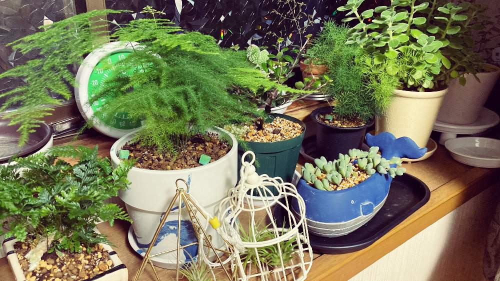 アスパラガス マコワニーの投稿画像 By メキさん アロマティカスとミルシネ アクイロニアとダバリア ラビットフッドとアスパラガス プルモーサス ナナスと碧魚連と白桃扇と愛知と育成記録と室内管理と100均エアプランツとイオナンタと窓辺と地球の長い午後と愛知と