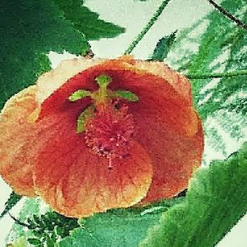 アブチロンの花の画像 by あさがおさん | 暑い夏と鉢植えの花とアブチロンの花と花がいっぱいと花いろいろと꒰ღ˘◡˘ற꒱かわゅ~