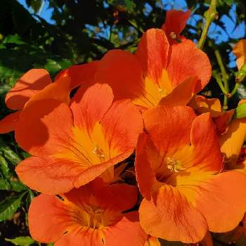 ノウゼンカズラ科の画像 by ゆりさん | ノウゼンカズラとオレンジ色の花とノウゼンカズラ*とオレンジの花とオレンジ色とノウゼンカズラ科とノーゼンカズラ。